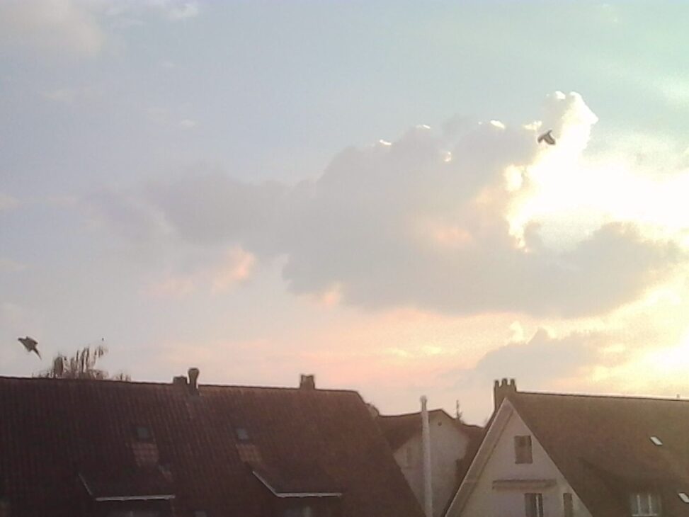 Two birds mid-flight above rooftops during a glowing sunset, appearing to confront each other against a dramatic sky.