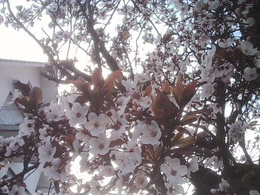 Backlit white blossoms with reddish leaves on a tree in a Zurich neighborhood, with soft evening light filtering through the branches.