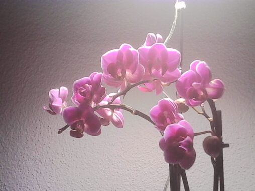 Pink orchid blossoms under strong artificial light against a plain wall, photographed indoors.