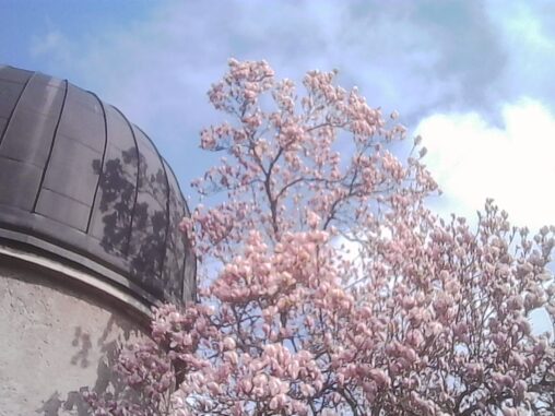 Magnolia tree in bloom beside the former Swiss Federal Observatory dome, pink buds opened against a partly cloudy sky.