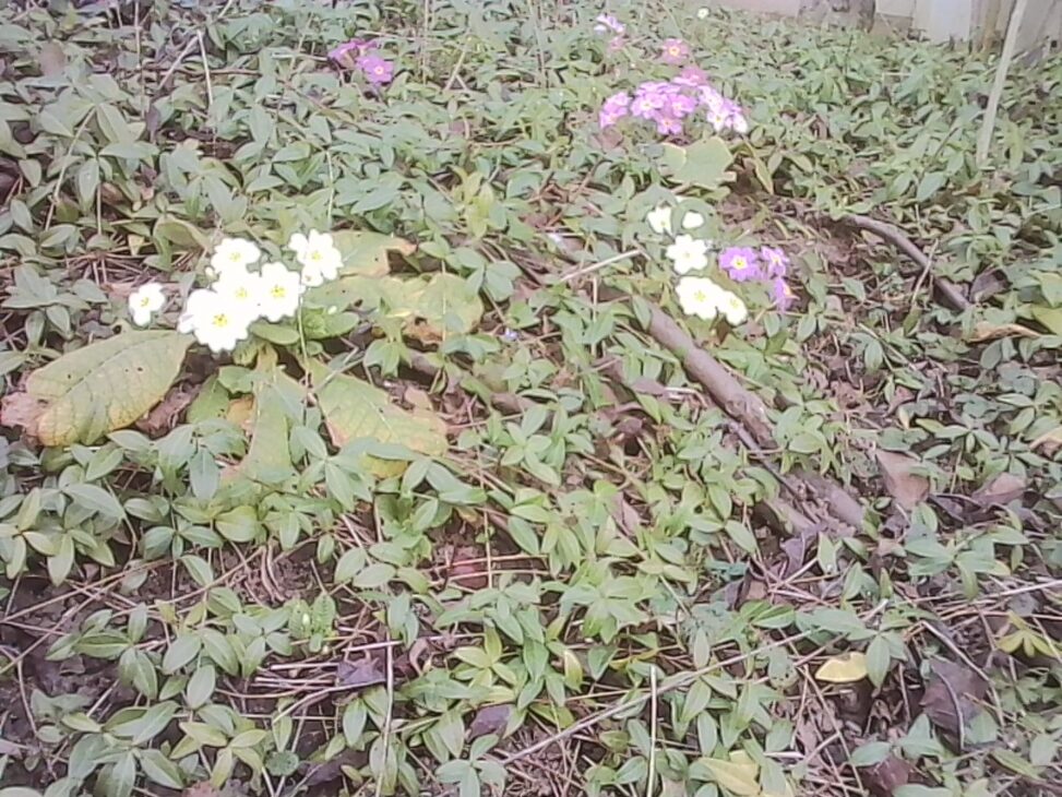 Clusters of white and purple primulas blooming close to the ground among green leaves and small branches in a neighborhood garden bed.