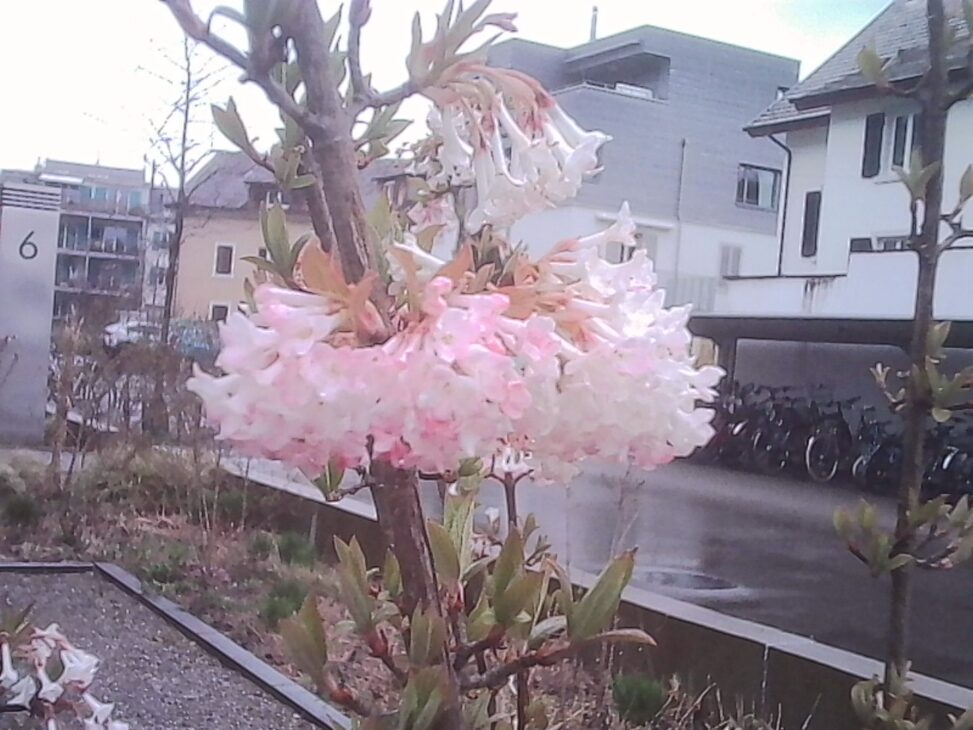 Cluster of pale pink spring blossoms on a small tree in a residential courtyard, with bicycles and apartment buildings in the background.