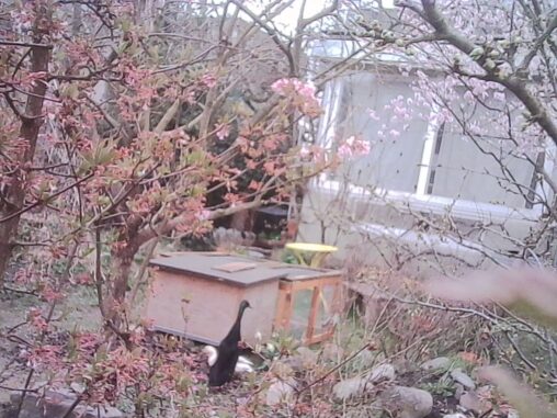 Black Indian runner duck walking through a garden with flowering trees and a small duck coop behind it in a residential neighborhood.