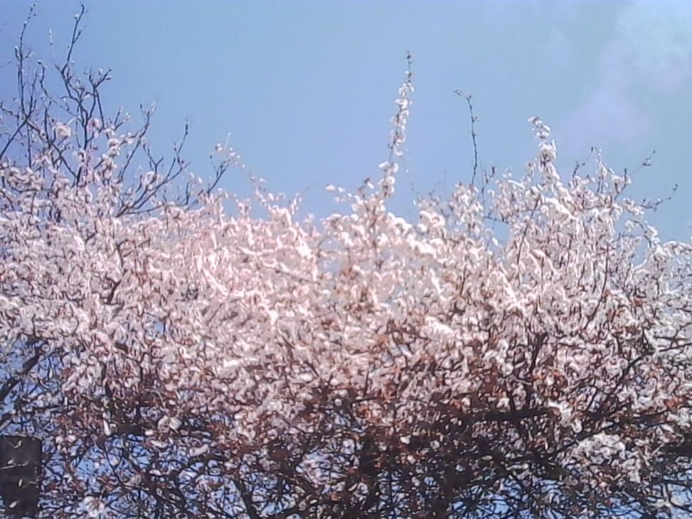 Cherry tree in Zurich Nord with dense pale blossoms close to full bloom against a clear blue sky.