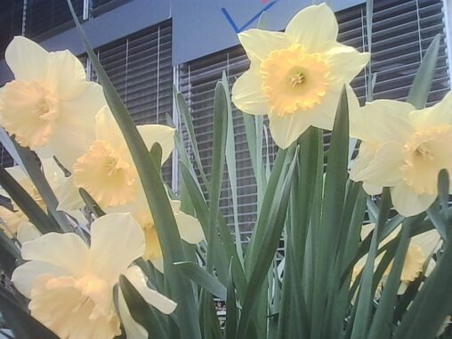 Close-up of pale yellow daffodils in front of a modern building facade, their petals slightly drooping after a sudden rain shower.