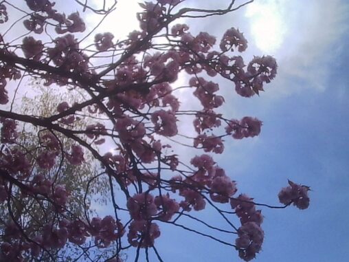 Soft, backlit cherry blossom branches with pink flowers against a bright sky, viewed from below