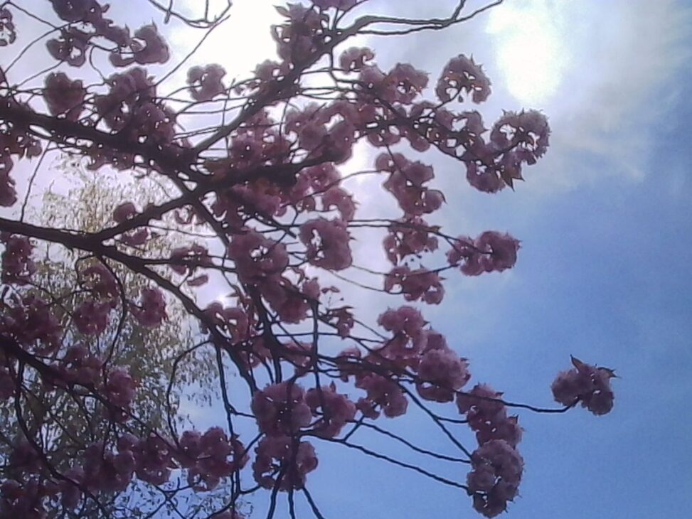 Soft, backlit cherry blossom branches with pink flowers against a bright sky, viewed from below