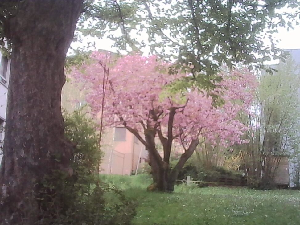Pink cherry blossom tree framed by darker foreground branches and greenery in a small garden, with a soft, overcast sky.