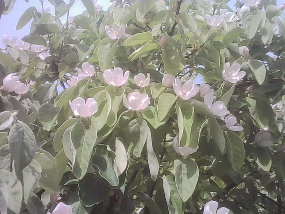 Soft pink blossoms among green leaves in hazy spring light