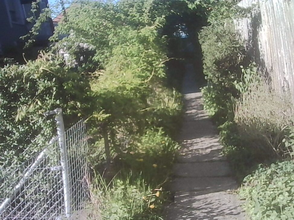 Concrete steps climb through an arch of overgrown shrubs between a wire fence and a weathered wall, disappearing into green shade.