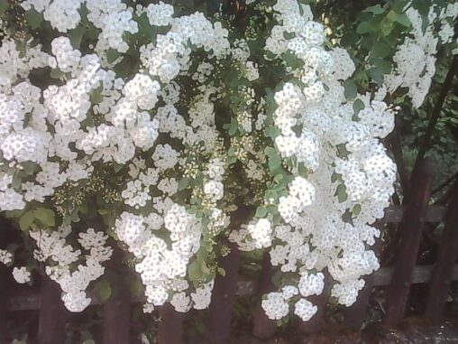 Clusters of small white blossoms hanging over a wooden fence, with dense green leaves in the background.