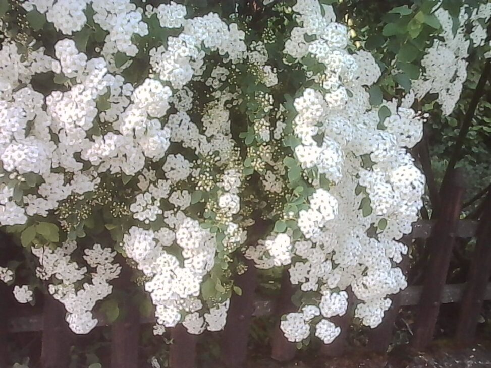 Clusters of small white blossoms hanging over a wooden fence, with dense green leaves in the background.