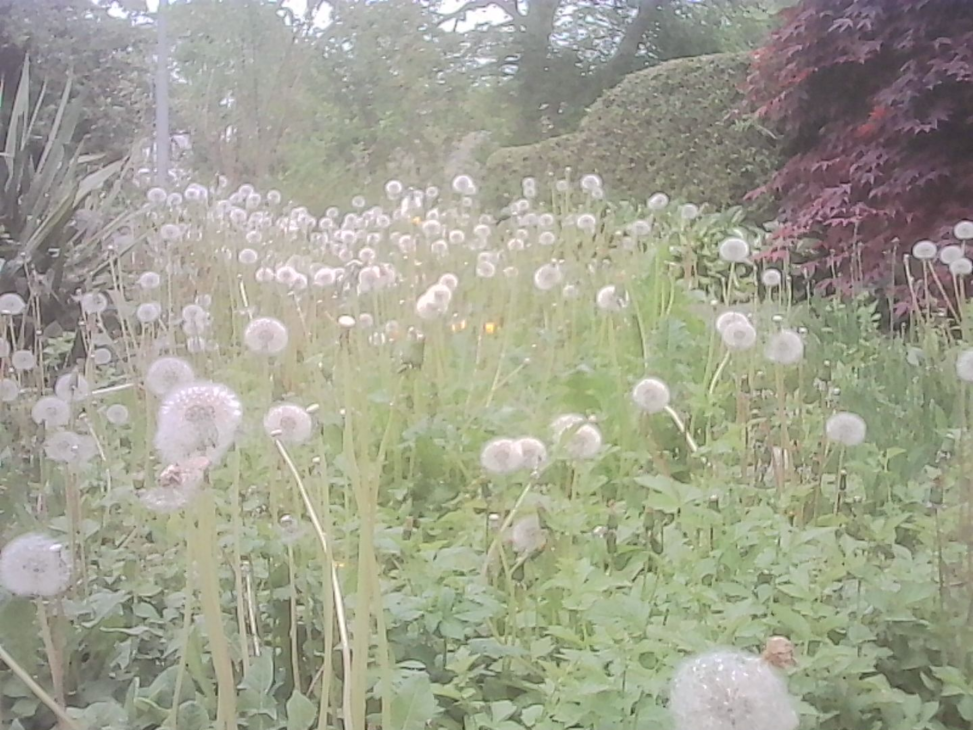 A wide patch of dandelions in seed, their white spherical heads scattered across a green field, with trees and shrubs in the background.