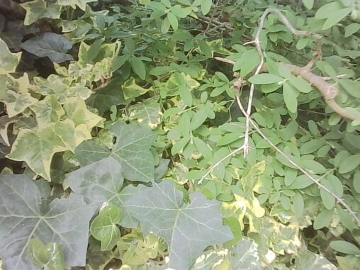 Close-up of dense green foliage with overlapping ivy and small leaves in soft daylight.