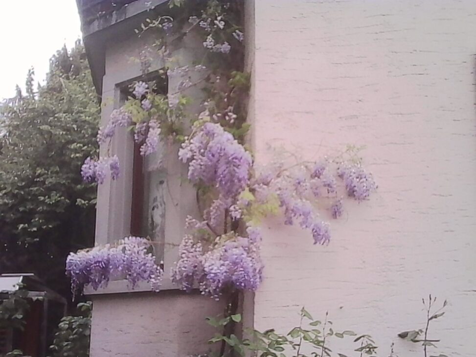 Purple wisteria cascading from a residential building façade, framing a window against a pale wall, with greenery below.