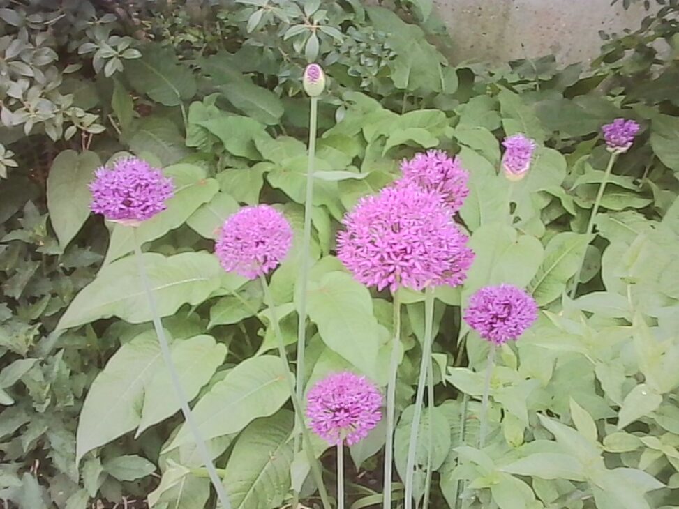 Purple blooming allium flowers in a lush garden