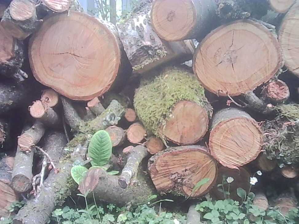 A weathered woodpile stacked in a forest, with bright green moss growing between the logs and small plants sprouting at the base.