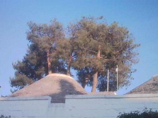 Evening light falls across the conical roofs of Alberobello's trulli, framed by tall pine trees against a clear blue sky after the first day of the music festival.