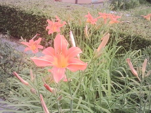 Orange daylilies in bloom beside a residential path, with unopened buds and greenery surrounding the flowers under an overcast summer sky.