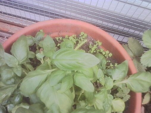 A terracotta pot filled with lush basil leaves, with a cluster of tiny clover seedlings sprouting from the soil near the rim, photographed on a balcony.