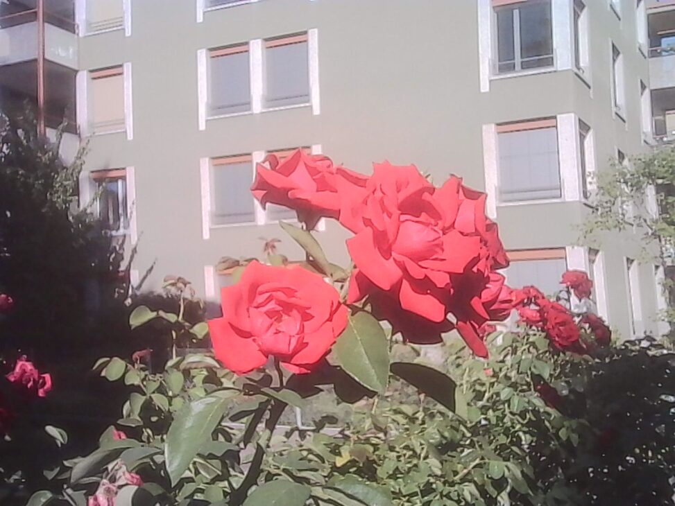 Bright red roses in full bloom fill the foreground of a residential courtyard, with a pale green apartment building and rows of windows forming a geometric backdrop under warm evening sunlight.