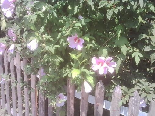 Pink hibiscus flowers bloom over a wooden picket fence, with dense green foliage filling the background on a bright summer afternoon.
