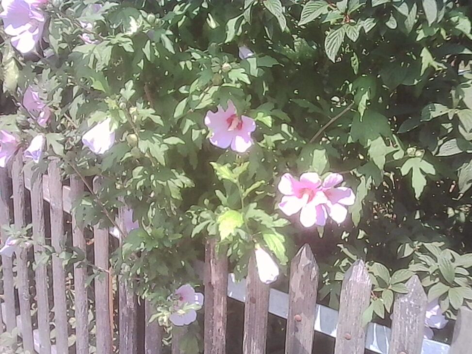 Pink hibiscus flowers bloom over a wooden picket fence, with dense green foliage filling the background on a bright summer afternoon.
