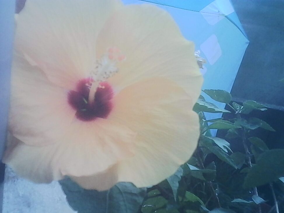 Close-up of a pale yellow hibiscus flower with a deep burgundy center and prominent white-and-pink stamen, blooming on a balcony at dusk. Green leaves and a softly lit patio umbrella fill the background.